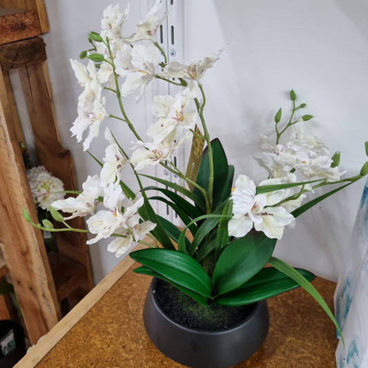 Dendrobium Nobile Orchid