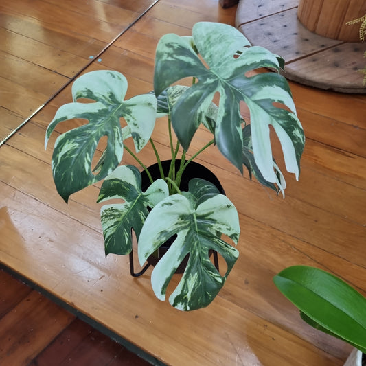Variegated Monstera (Artificial)