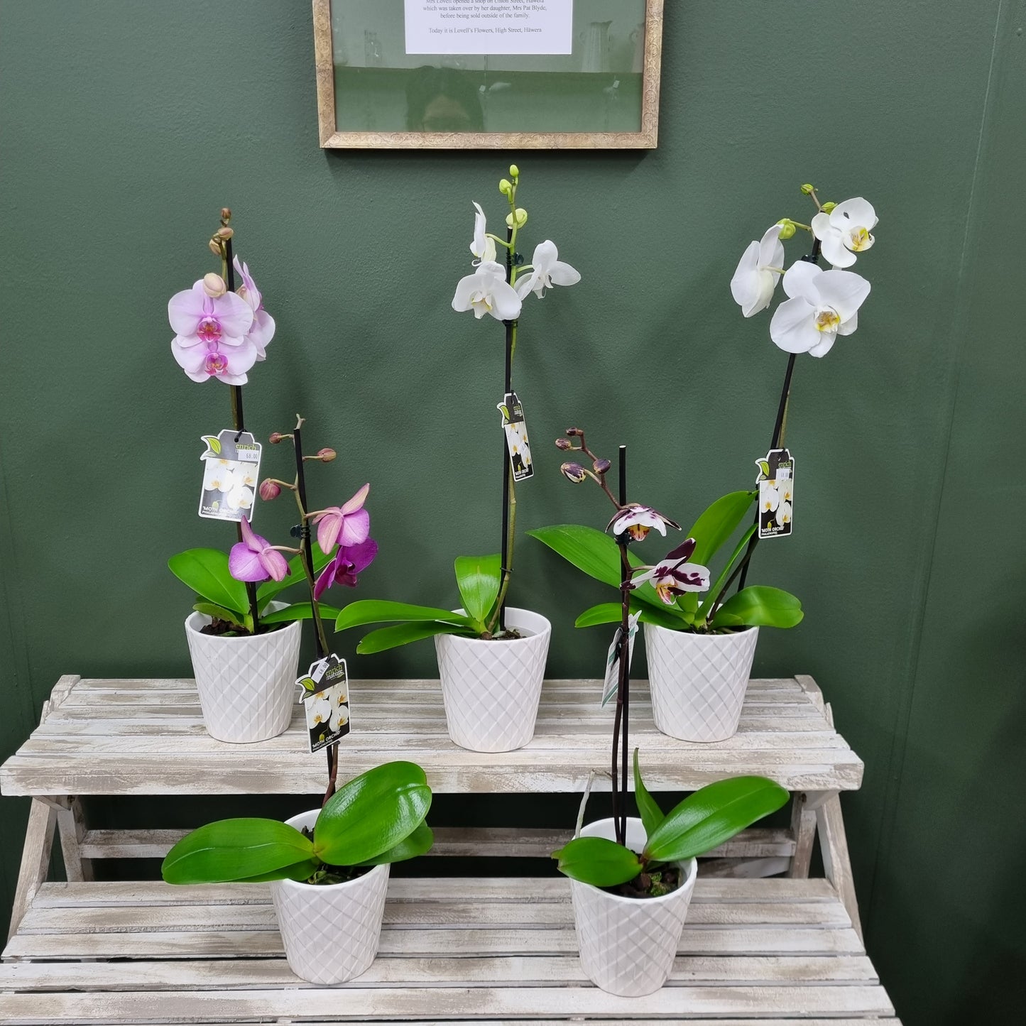 Phalaenopsis Orchid