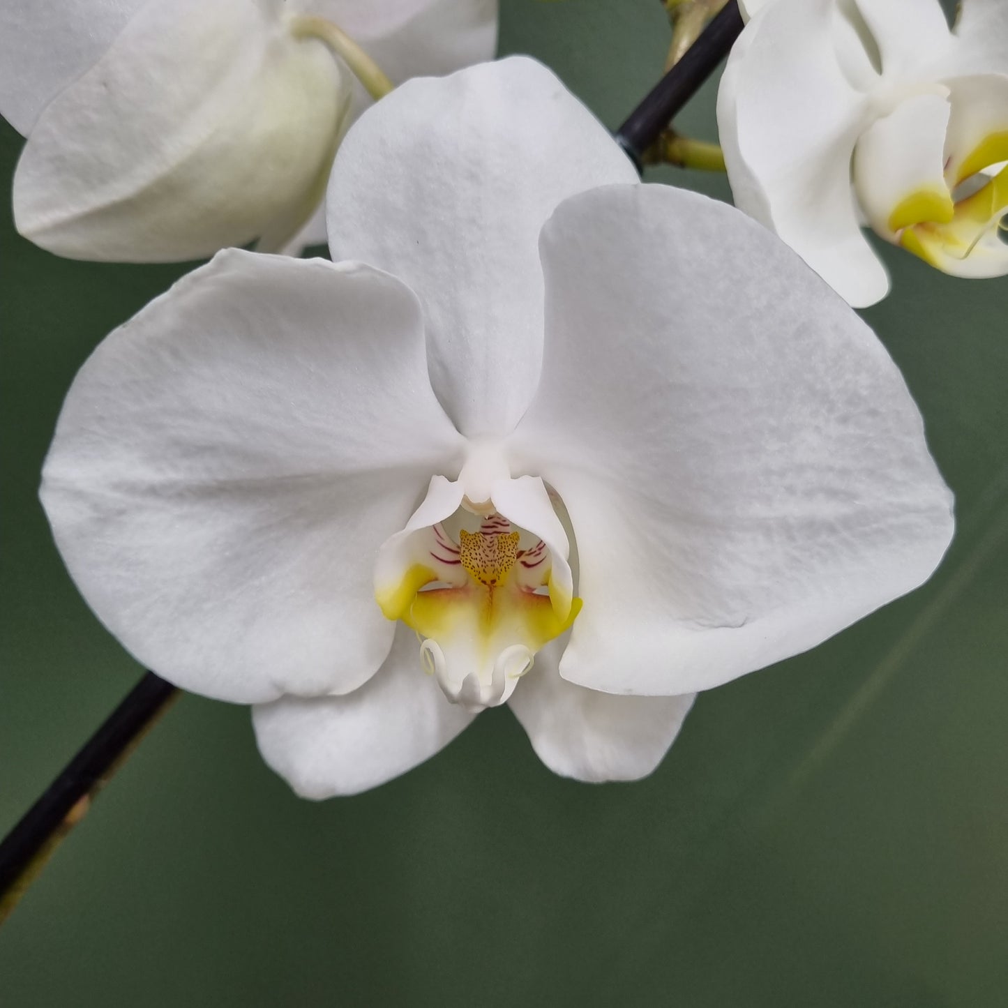 Phalaenopsis Orchid
