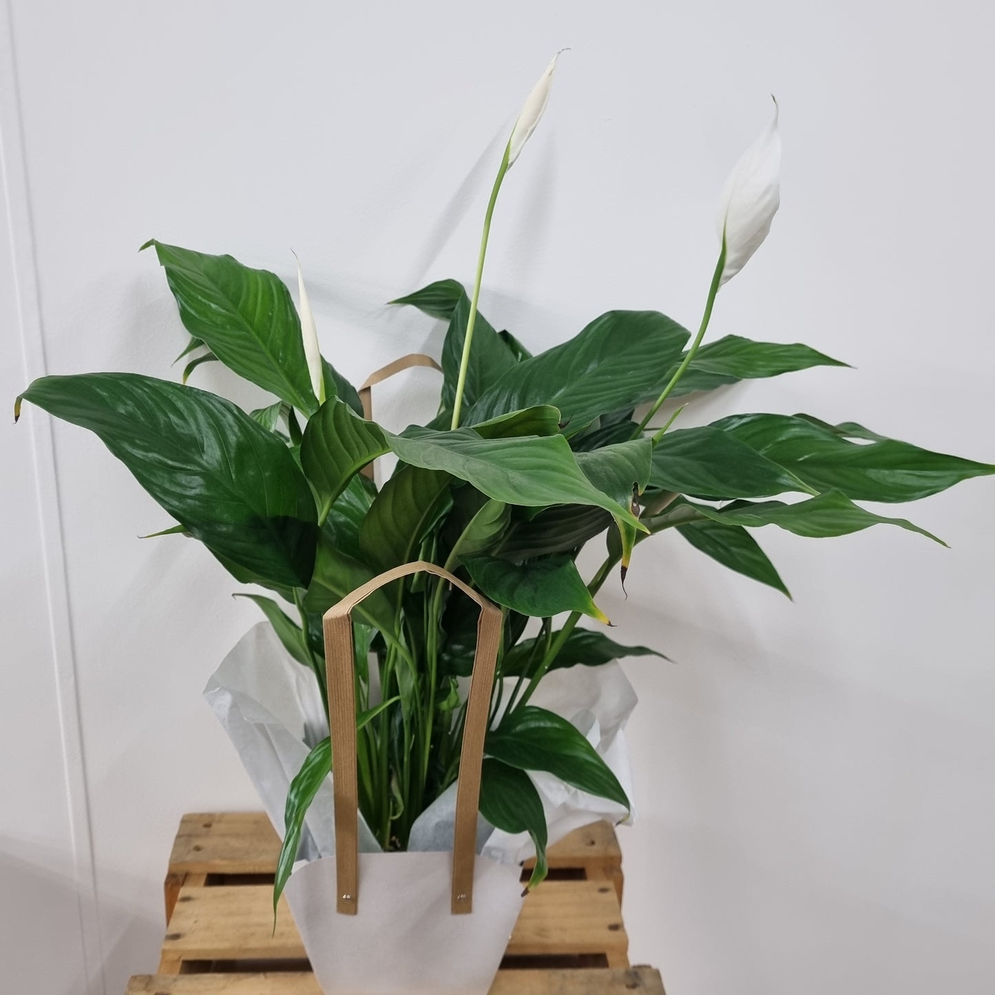 Peace Lily