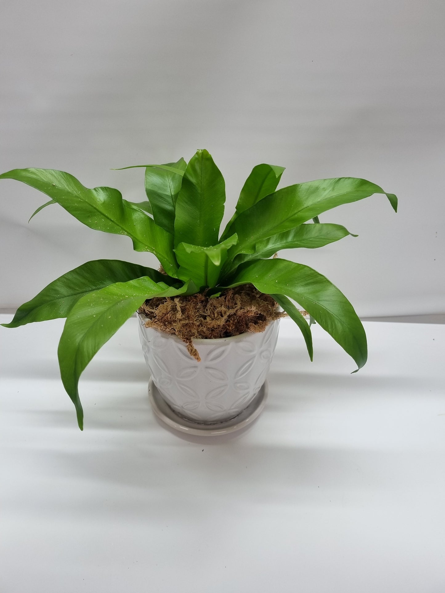 Asplenium Antiquum in pot 15cm