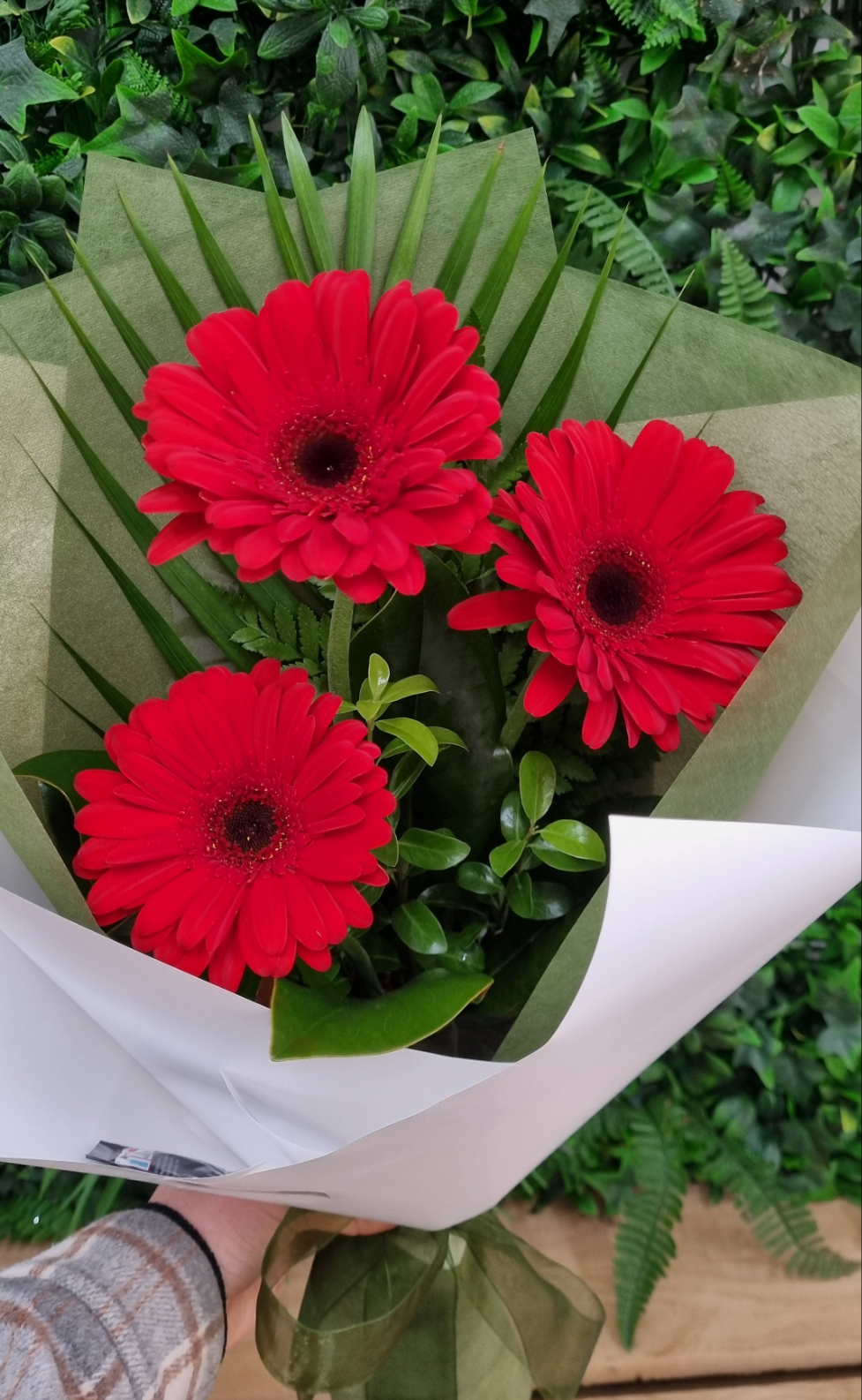 Gerbera