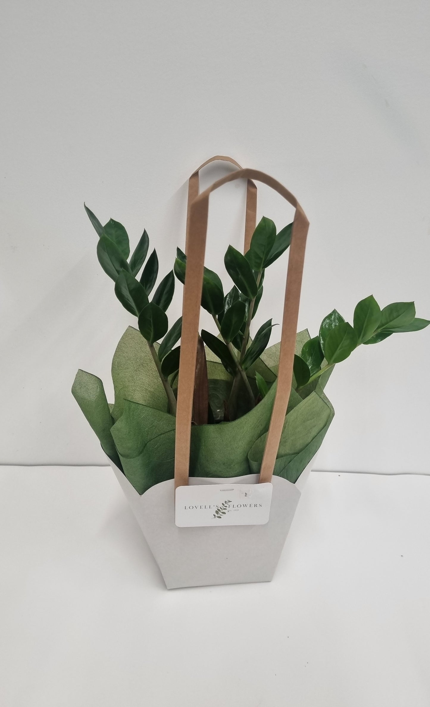 Zanzibar Gem 14cm Plant in a gift bag