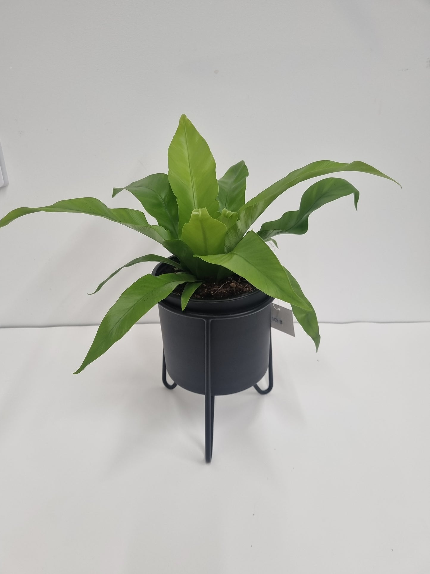 Asplenium Antiquum 14cm Plant in a gift box