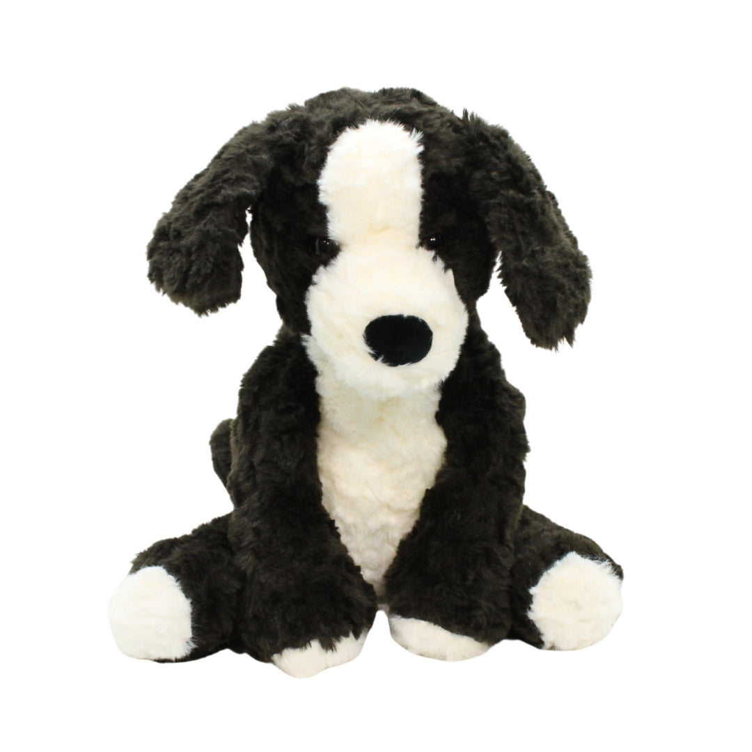 Alex Border Collie