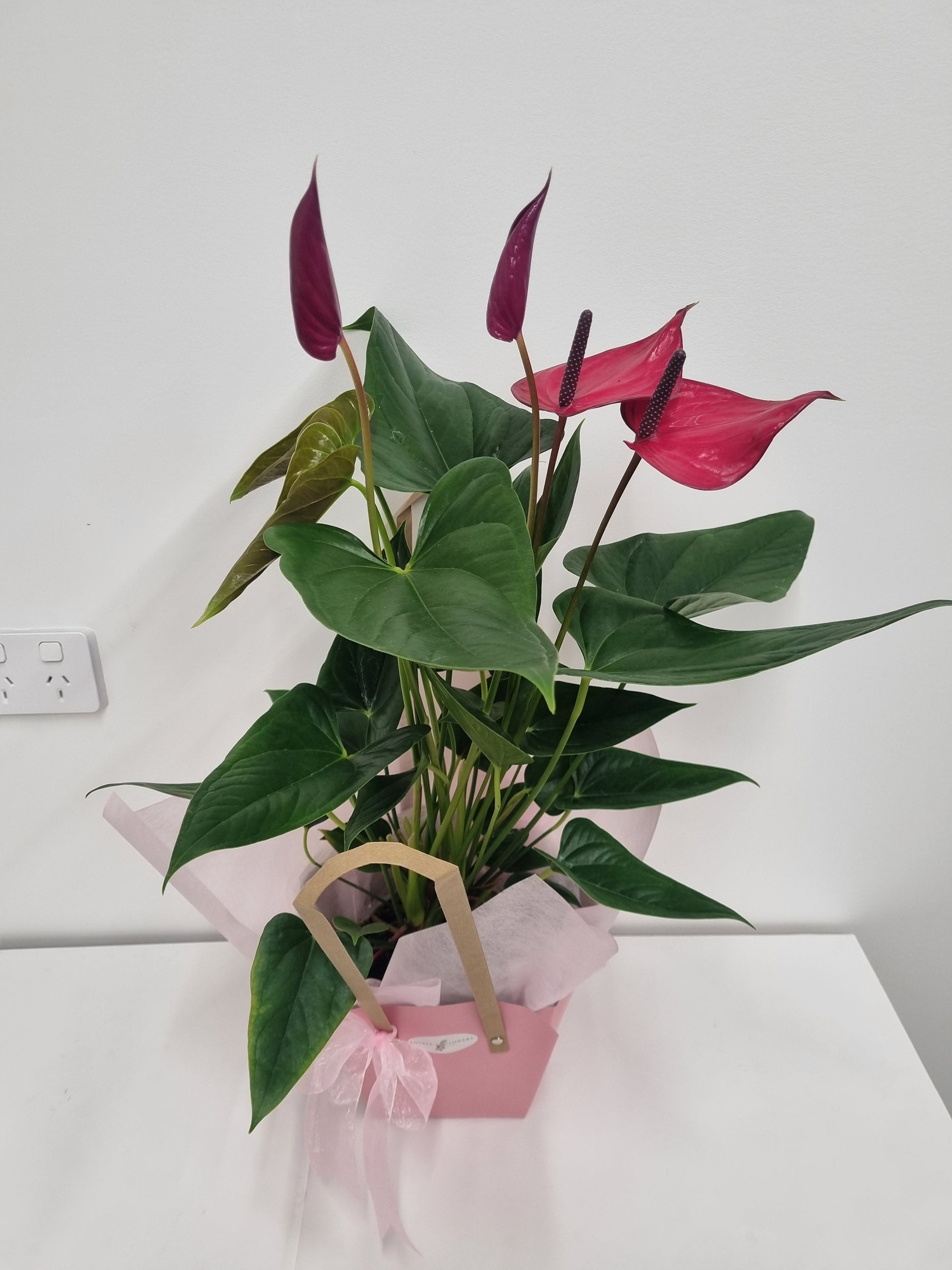 anthurium anouk Anthurium