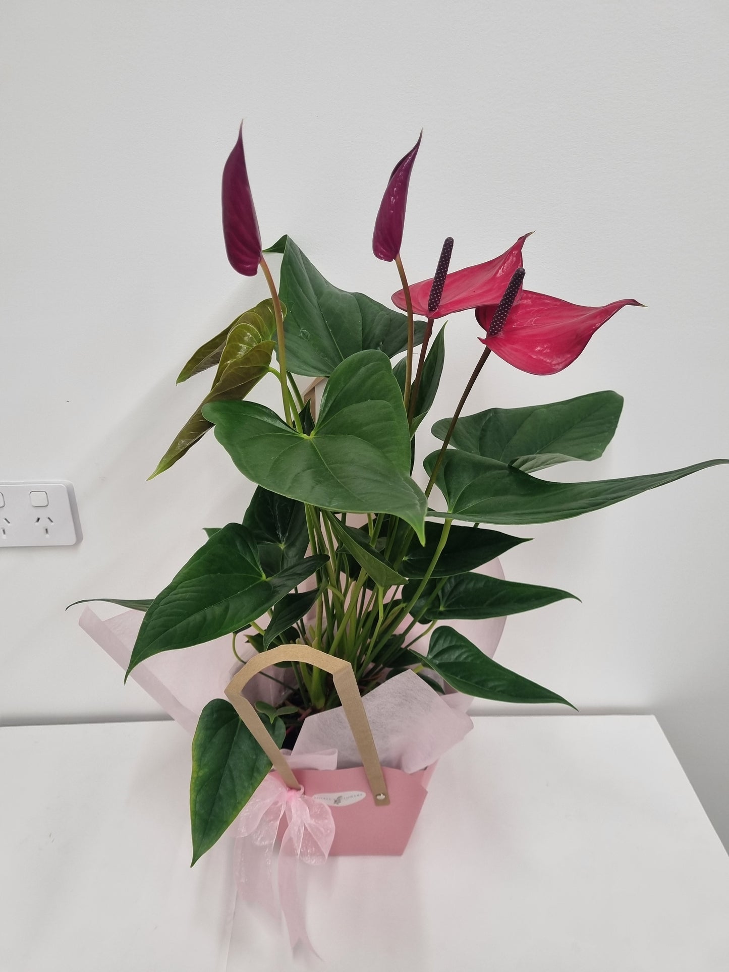 Anthurium