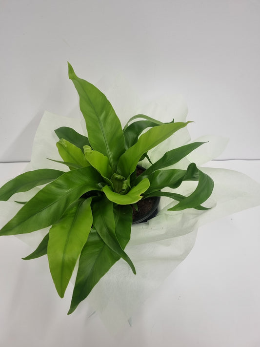 Asplenium Antiquum 14cm Plant in a gift box