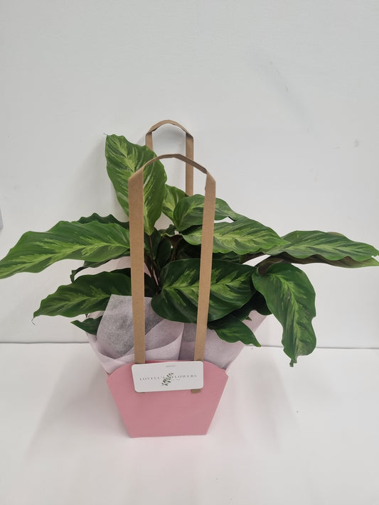 Calathea Louisae 14cm Plant in a gift bag