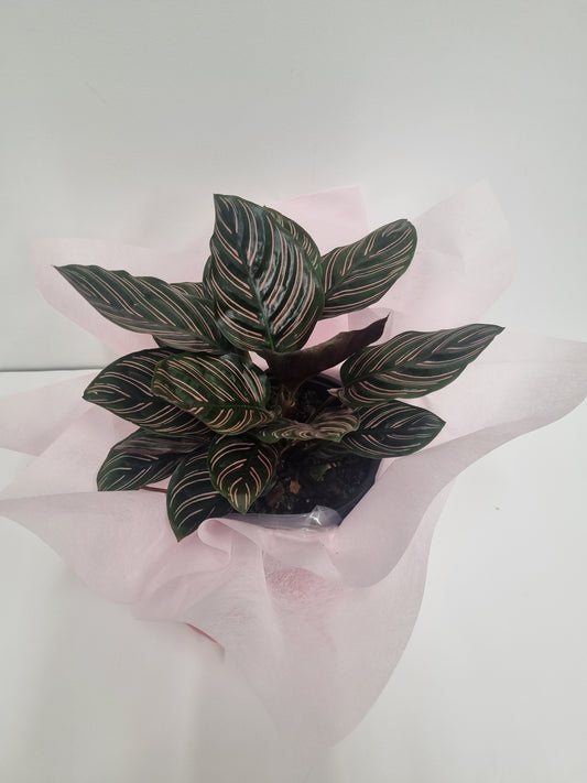Calathea Ornata 14cm Plant in a gift box