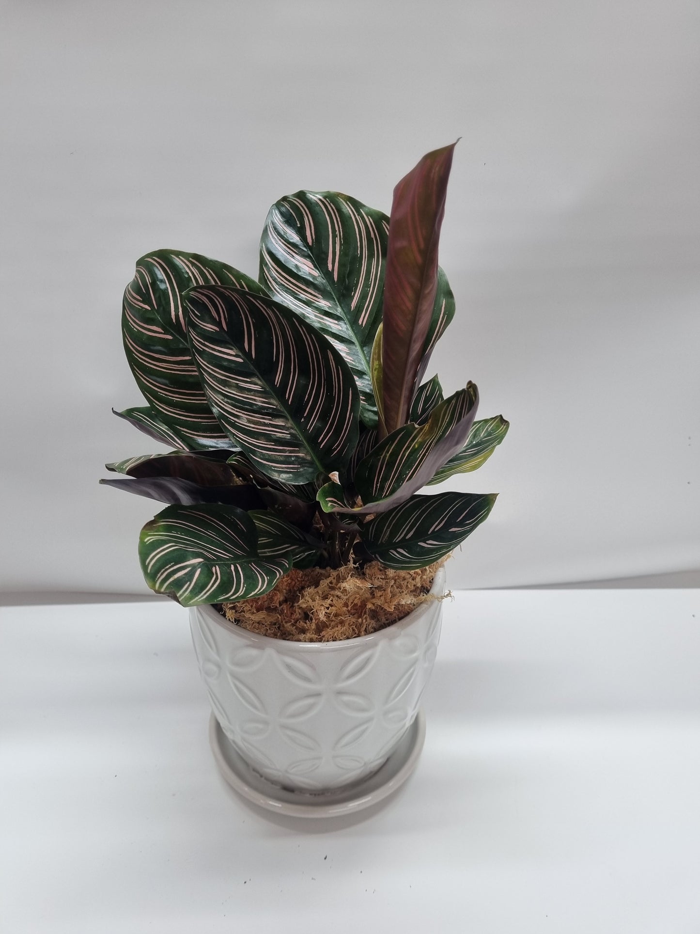 Calathea Ornata 15cm in pot