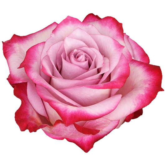 Purple Columbian Roses