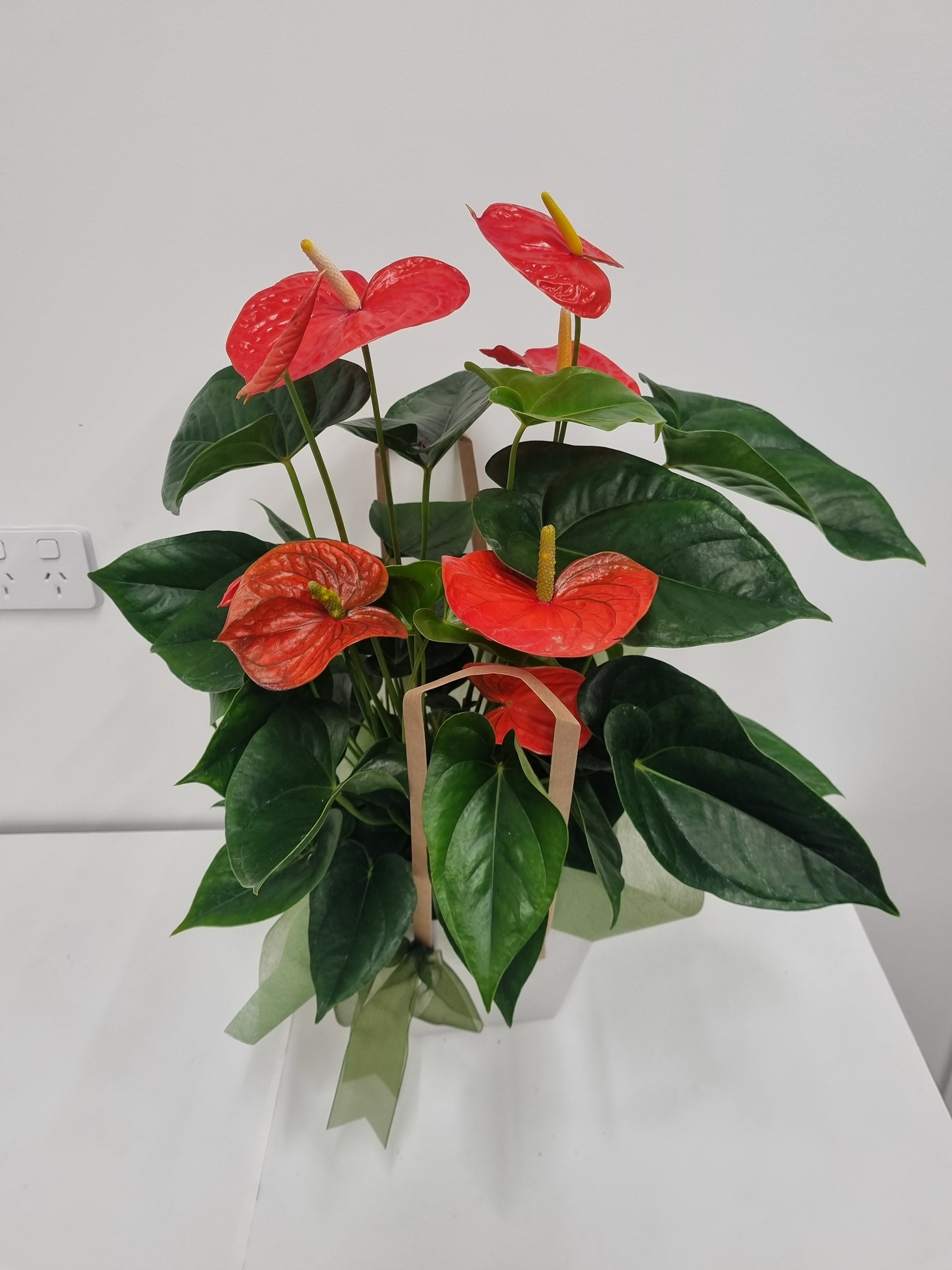 anthurium delicia Anthurium