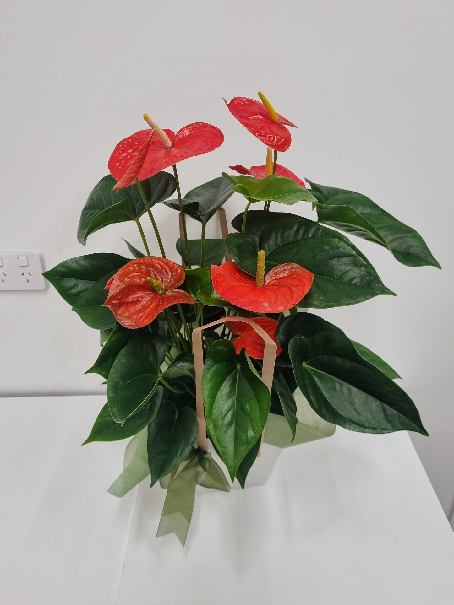 Anthurium