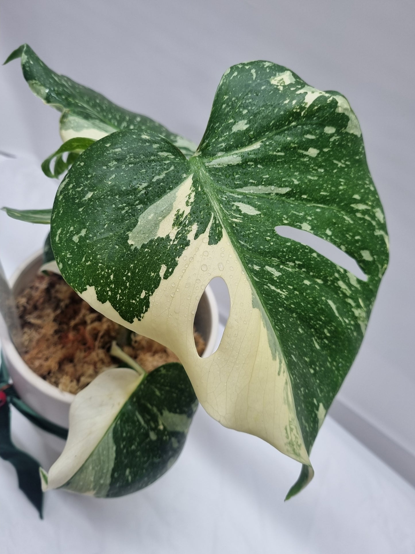 Monstera Thai Constellation Pot Plant