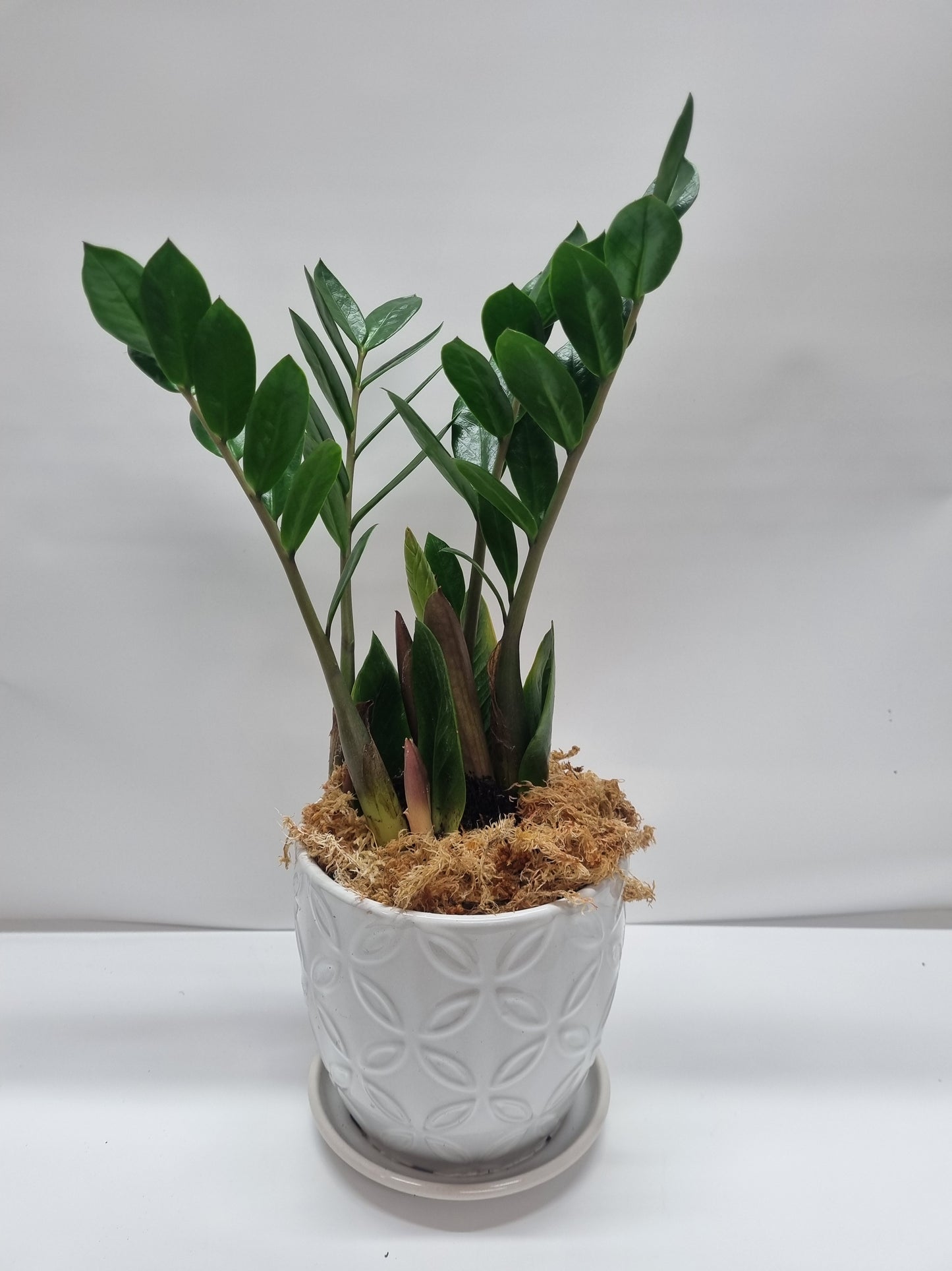 Zanzibar Gem in Pot 15cm