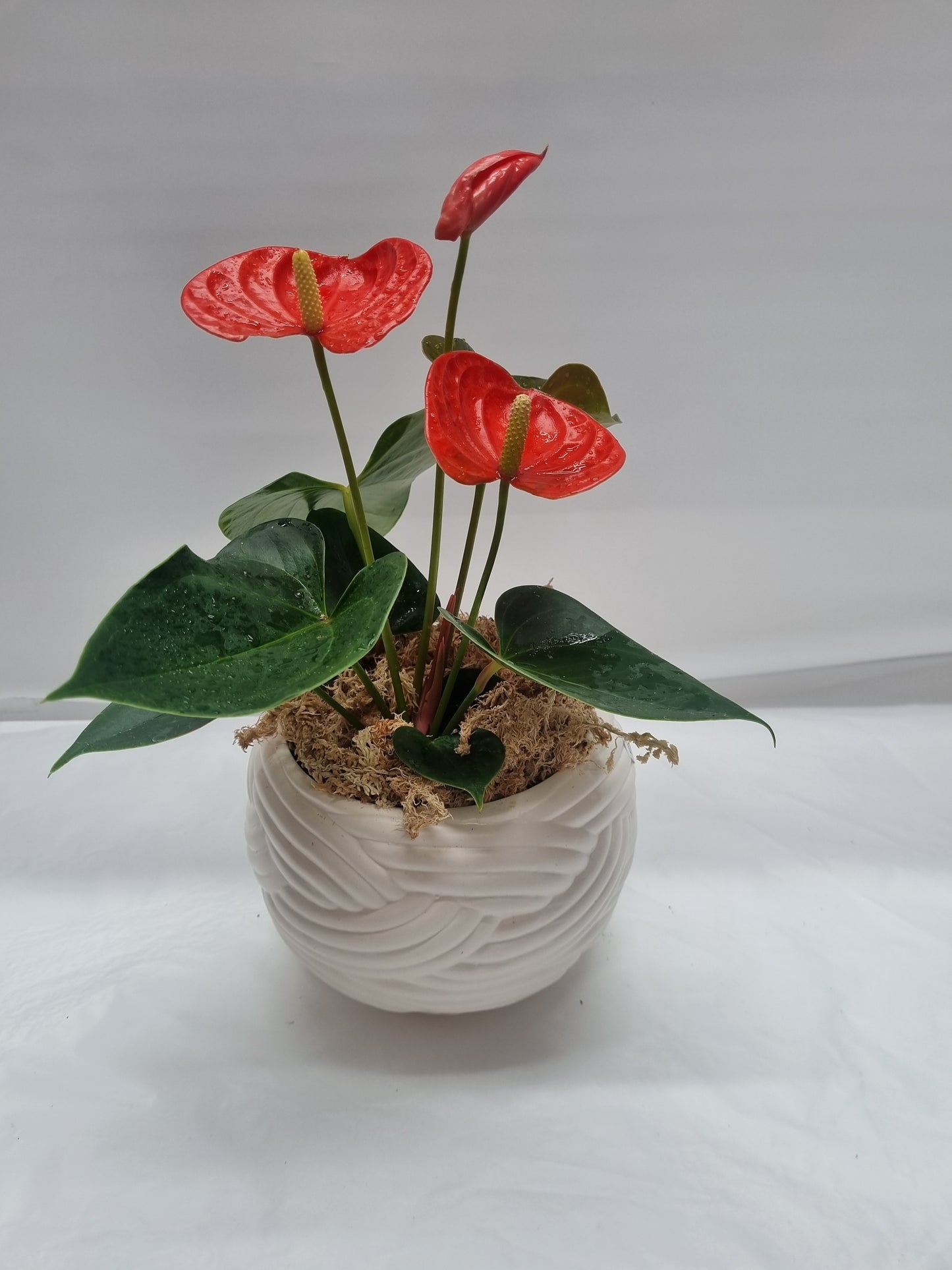 Anthurium Delicia Orange