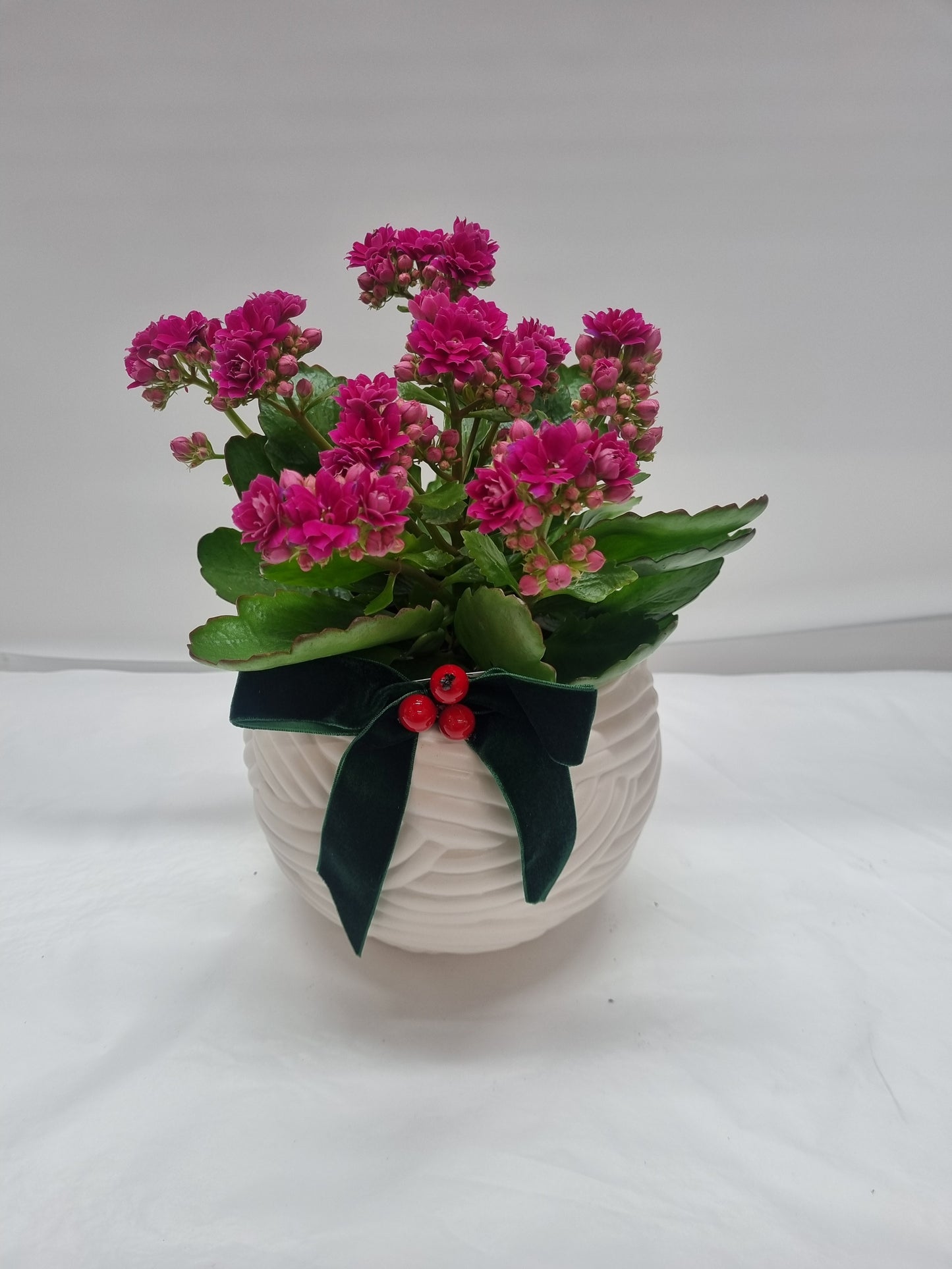 Kalanchoe in Ceramic