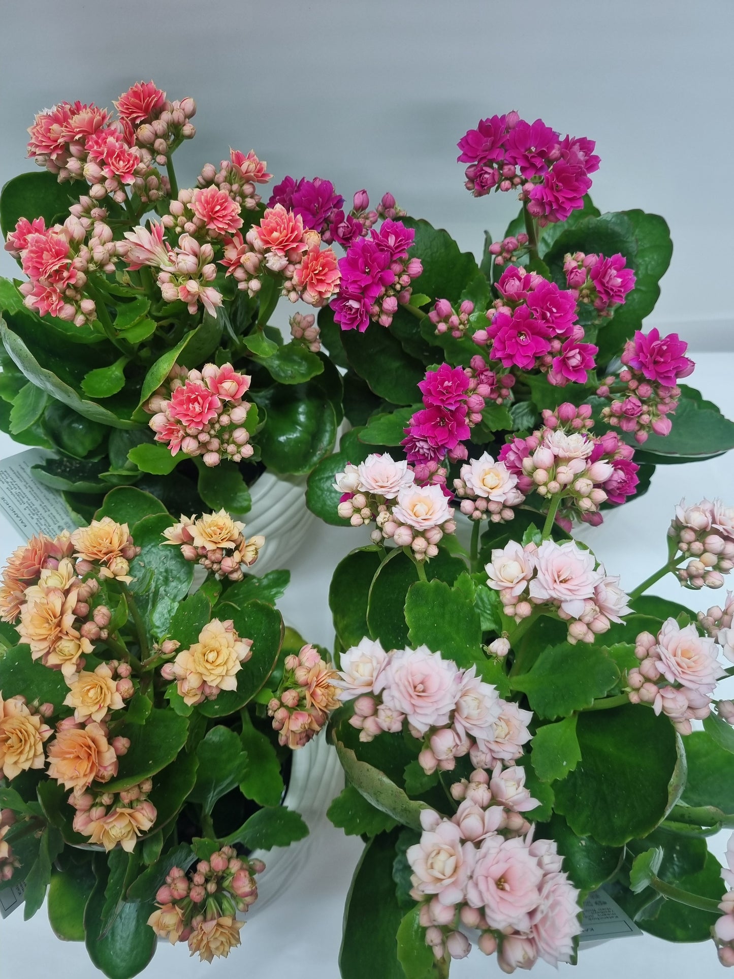Kalanchoe in Ceramic