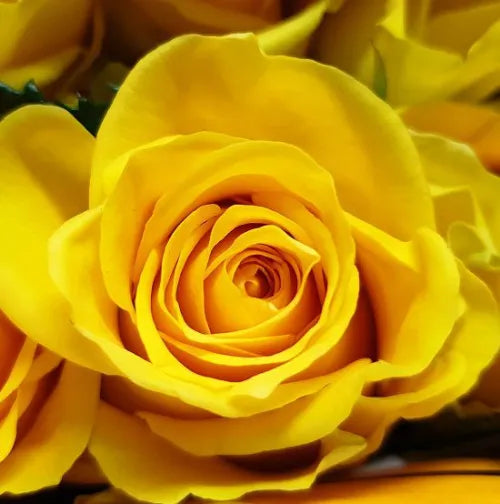 Yellow Columbian Roses